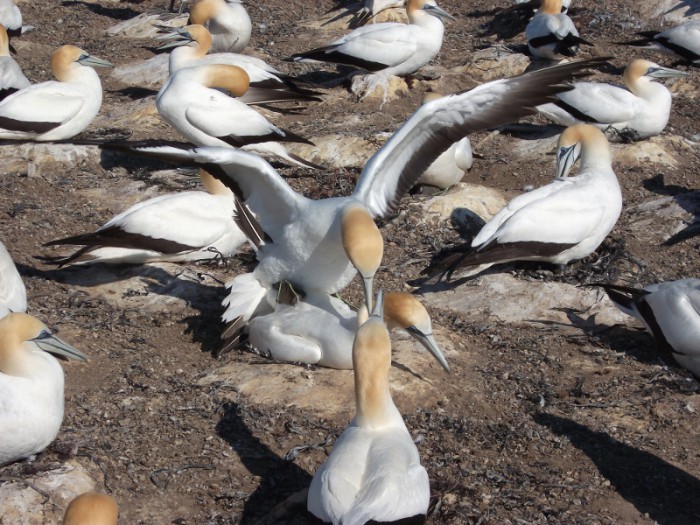 Grabone: A tractor ride then quite a hike to see the gannets