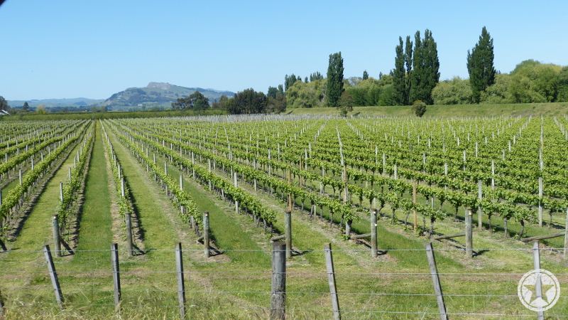 View to Te Mata Peak from Mill Road