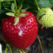 The Strawberry Patch, Havelock North