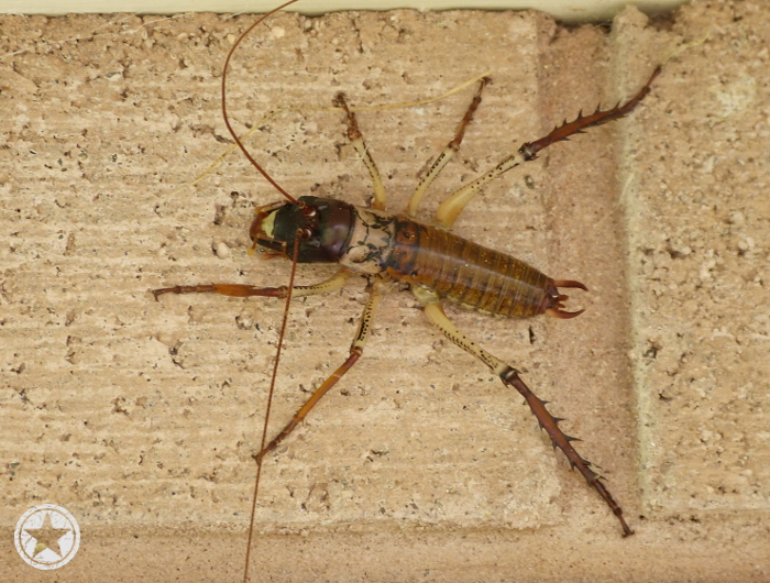 Tree weta